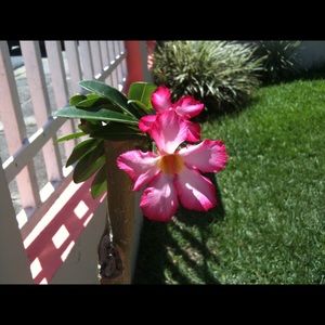 Meet your Posher, Sheila